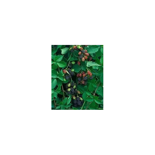 Rubus frut. 'Thornfree'