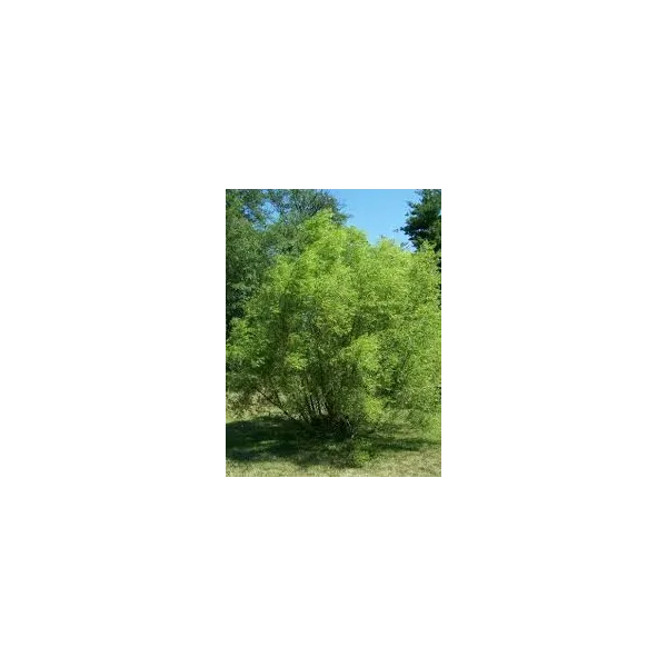 Salix nigra