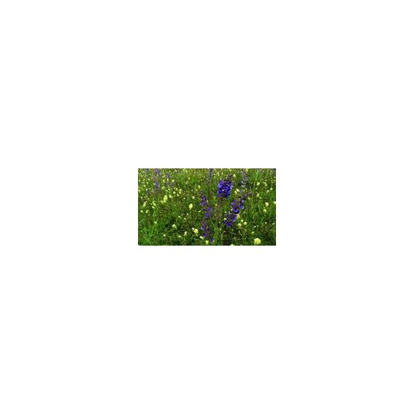 Salvia pratensis