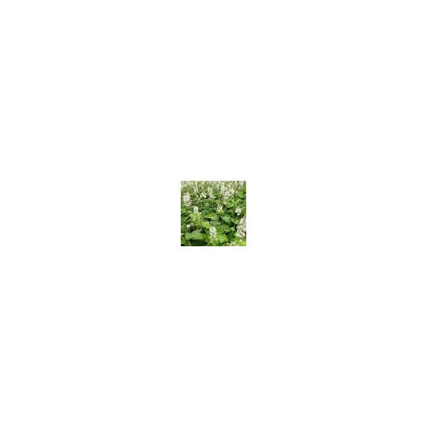 Tiarella wherryi
