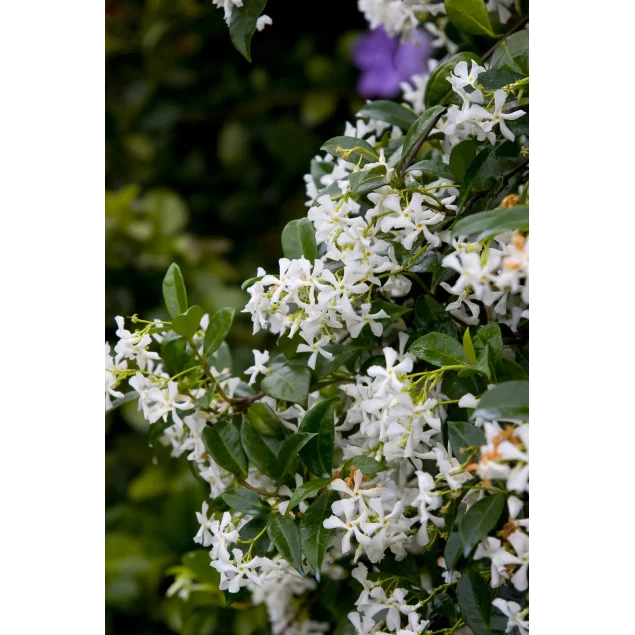 Trachelospermum jasminoides