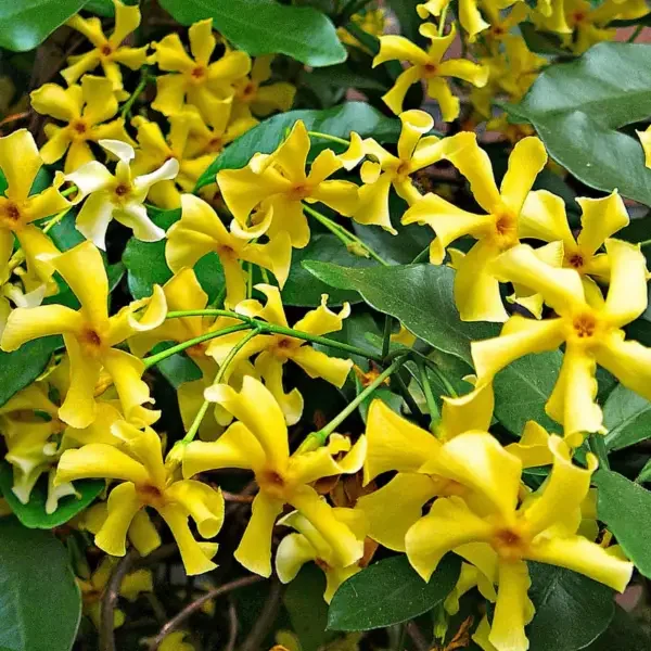 Trachelospermum j. Star of Toscane