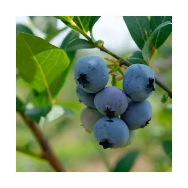 Vaccinium c. 'Brigitta Blue'