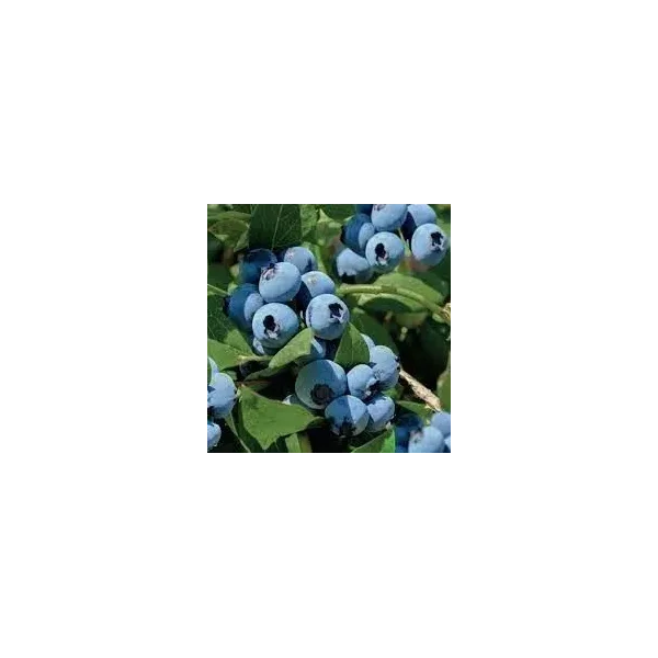 Vaccinium c. 'Bluecrop'