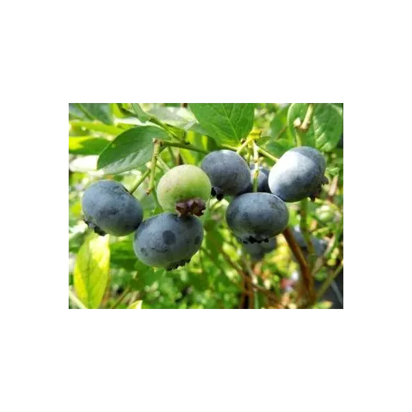 Vaccinium cor. 'Bluegold'