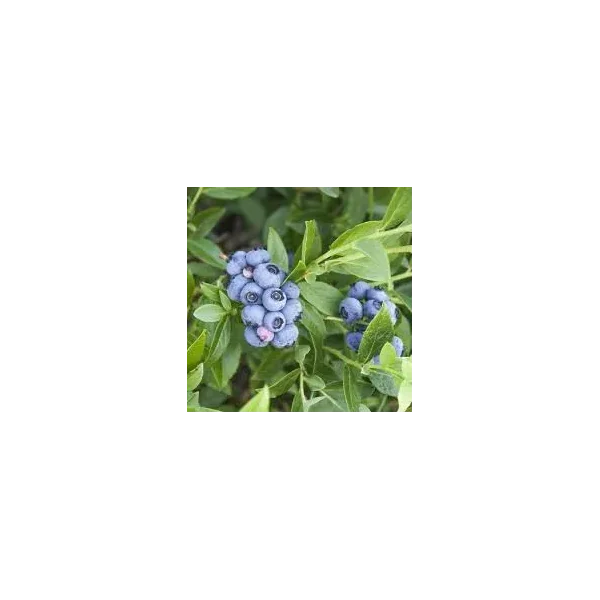 Vaccinium c. 'Blueray'
