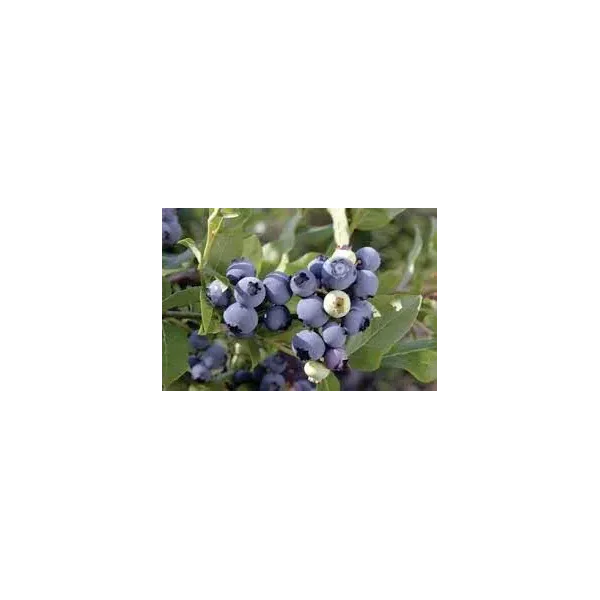 Vaccinium c. 'Chandler'