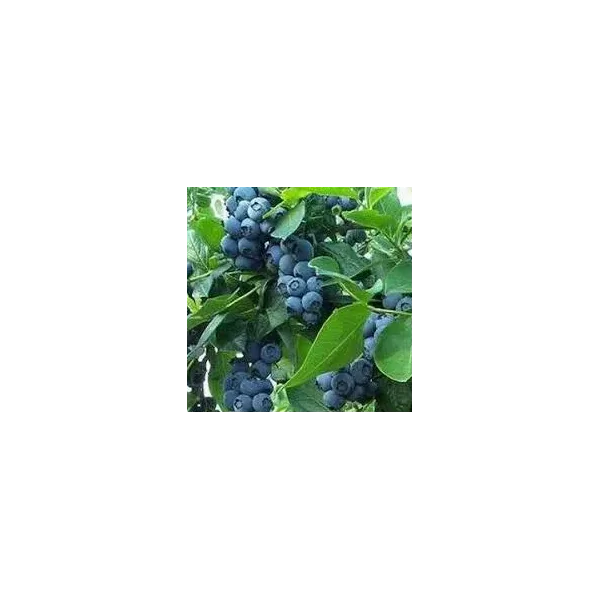 Vaccinium c. 'Darrow'
