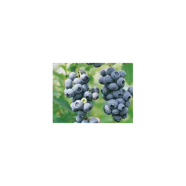 Vaccinium c. 'Duke'