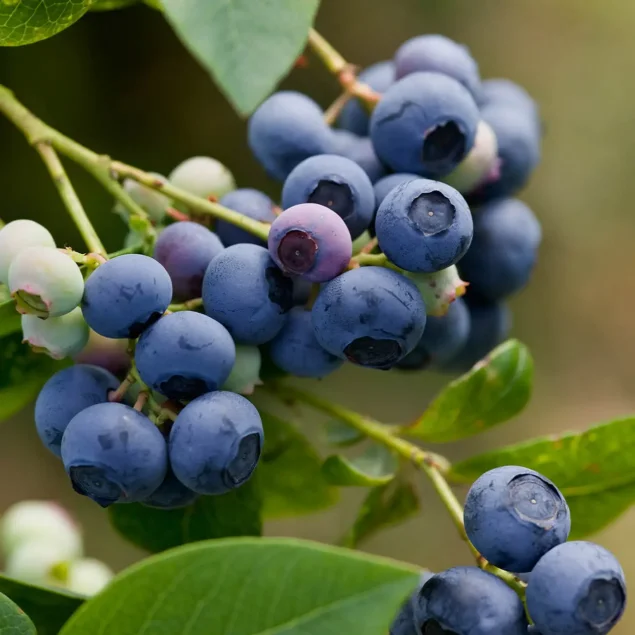 Vaccinium c. 'Earliblue'