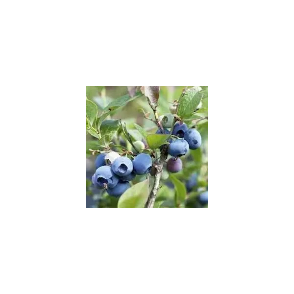 Vaccinium c. 'Elisabeth'