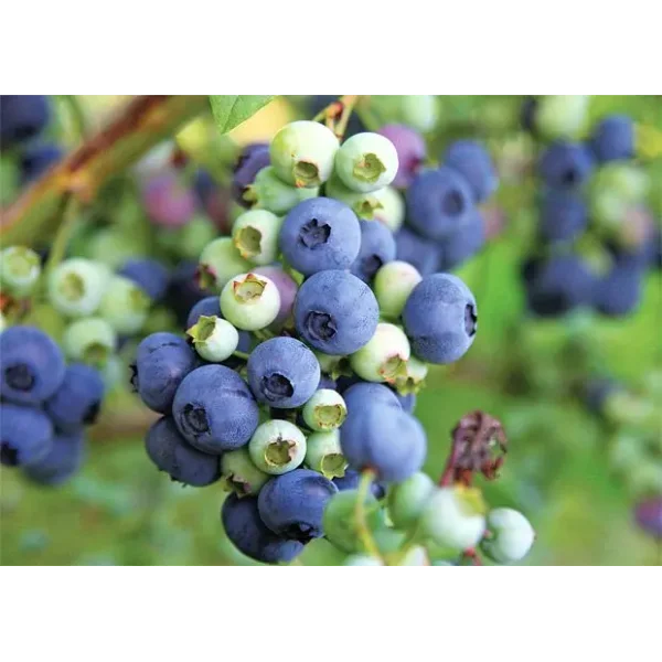 Vaccinium cor. 'Emblue'