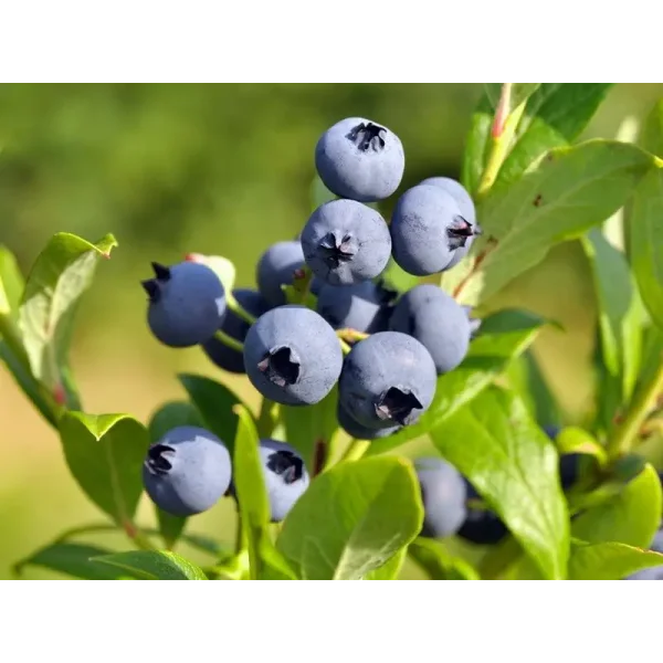 Vaccinium c. 'Goldtraube 71'