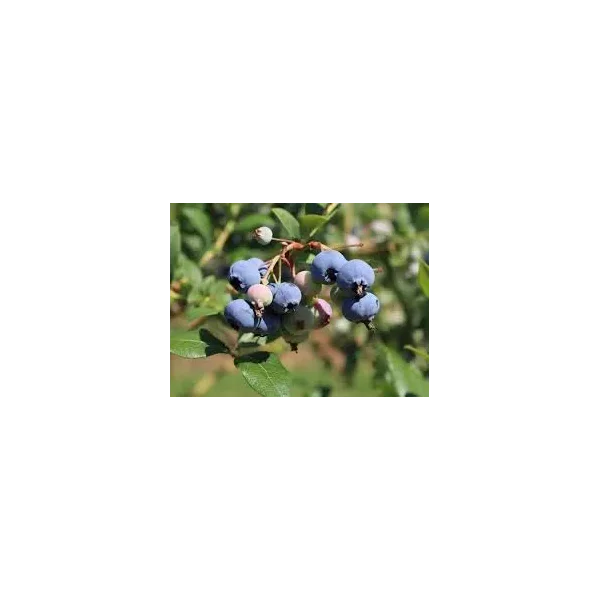 Vaccinium c. 'Heerma'