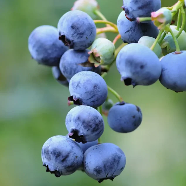 Vaccinium c. 'Herbert'