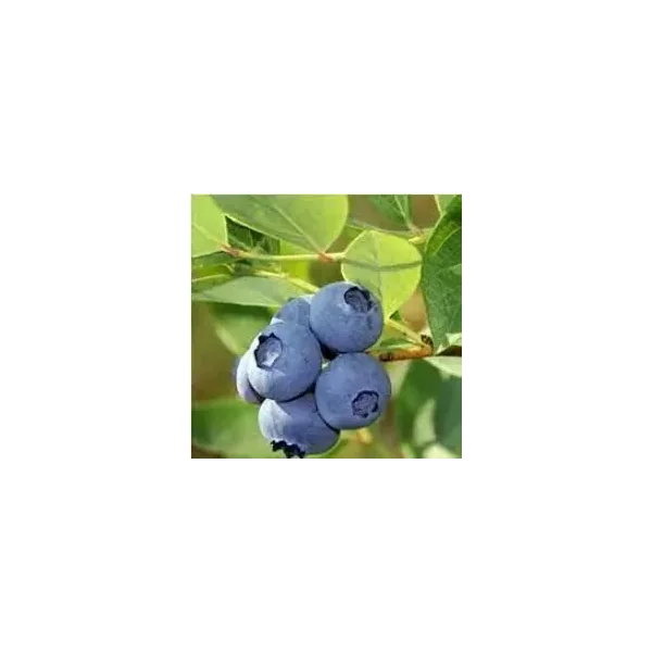 Vaccinium c. 'Jersey'