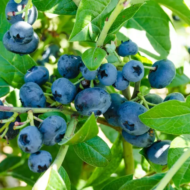 Vaccinium cor. 'North Blue'