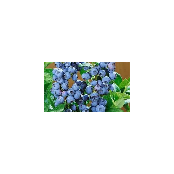 Vaccinium c. 'Ozark Blue'
