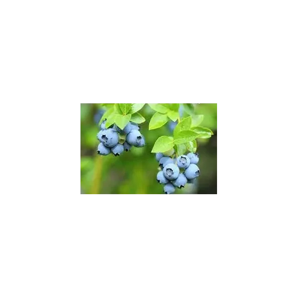 Vaccinium c. 'Patriot'