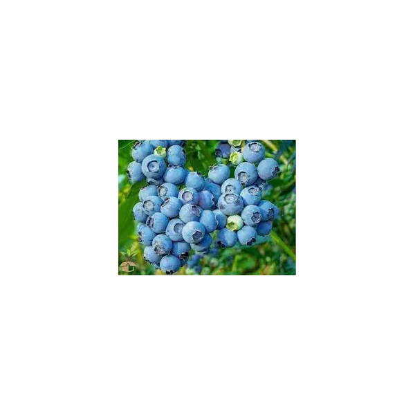 Vaccinium c. 'Powderblue'