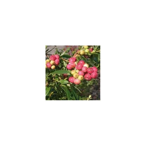Vaccinium cor. 'Pink Lemonade'