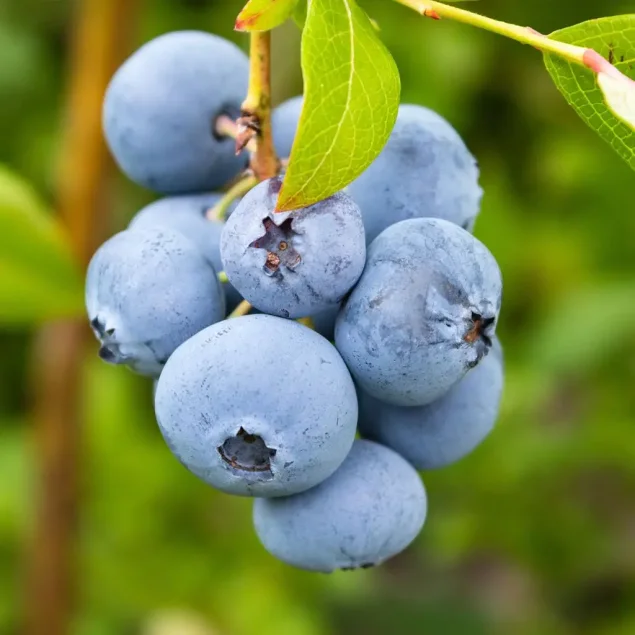 Vaccinium c. 'Rubel'