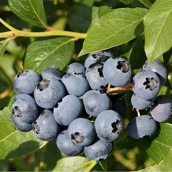 Vaccinium c. 'Sierra'