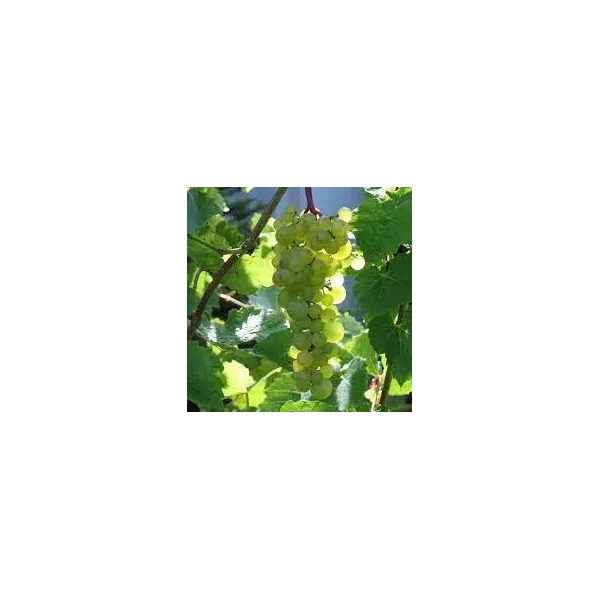 Vitis 'Aurore'