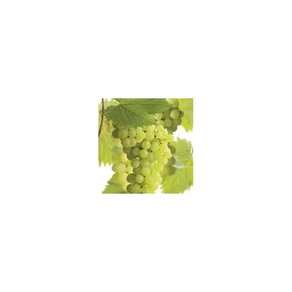 Vitis 'Bianca'