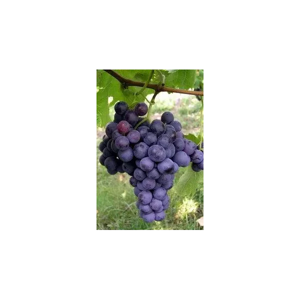 Vitis 'Dornfelder'