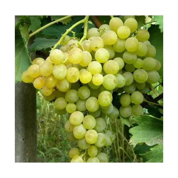 Vitis 'Fanny'