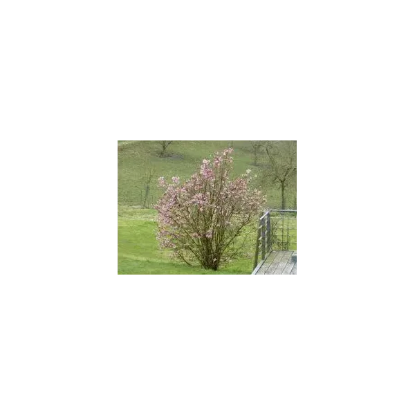 Viburnum farreri
