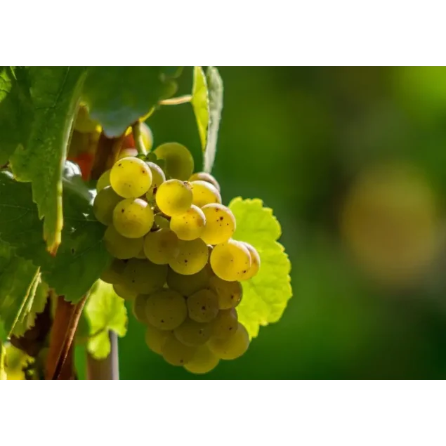 Vitis 'Golden Champion'