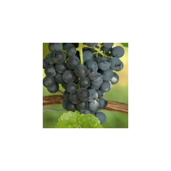 Vitis 'Glenora'