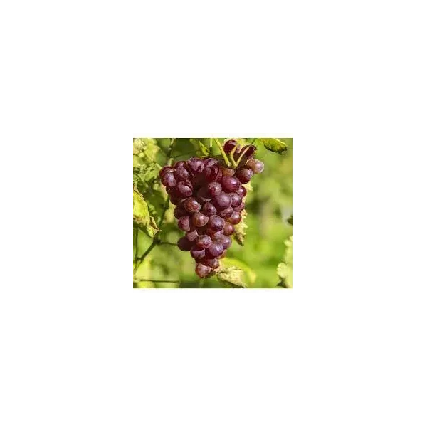 Vitis 'Heike' (bl) (pitloos)