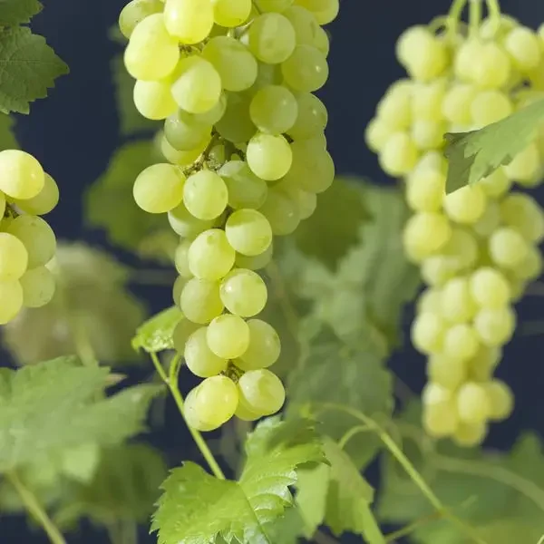 Vitis 'Himrod'