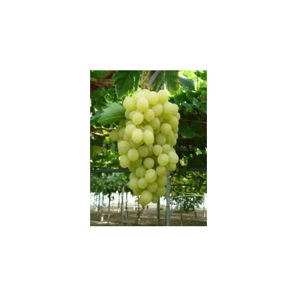 Vitis 'Jana' (W, pitloos)