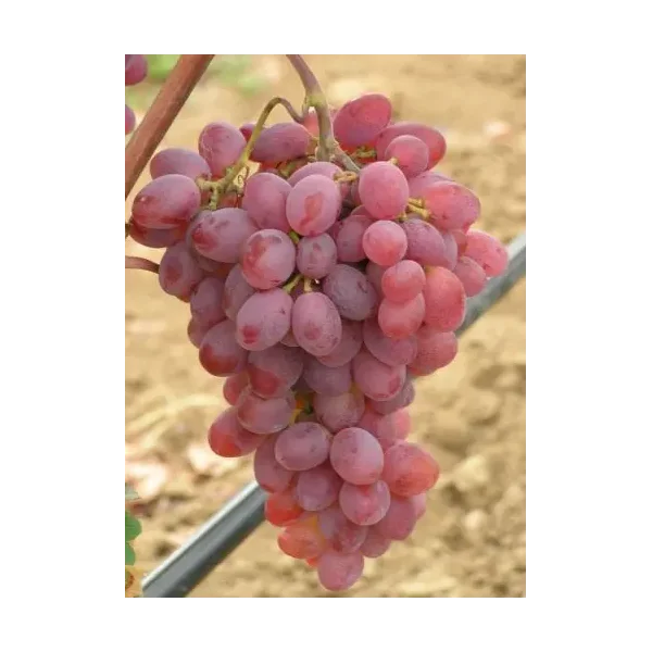 Vitis 'Katharina'