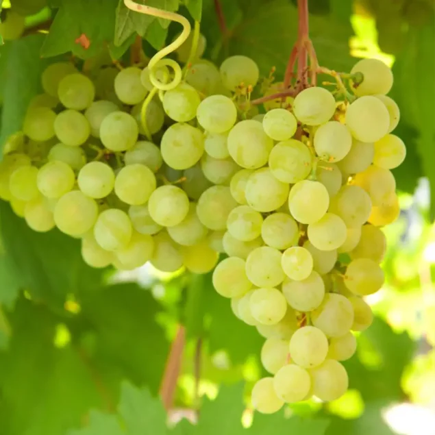 Vitis 'Lakemont'
