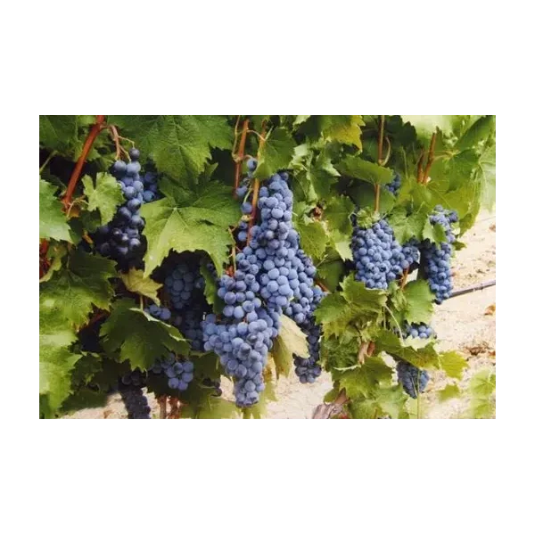 Vitis 'Léon Millot'