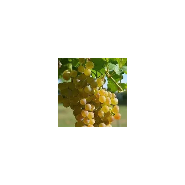 Vitis 'Muscaat of Alexandria'