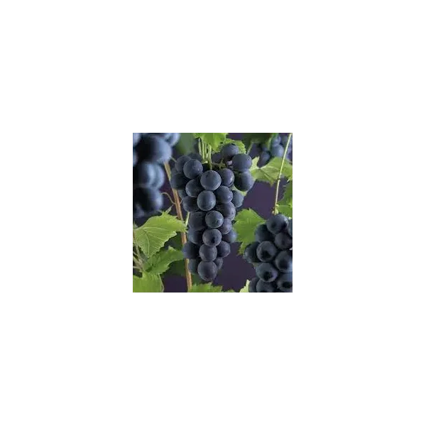 Vitis 'Muscat Bleu'
