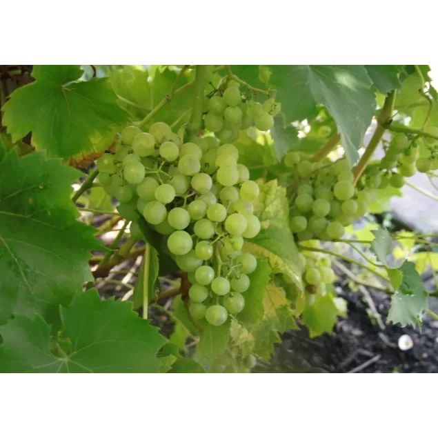 Vitis 'Muscat White'