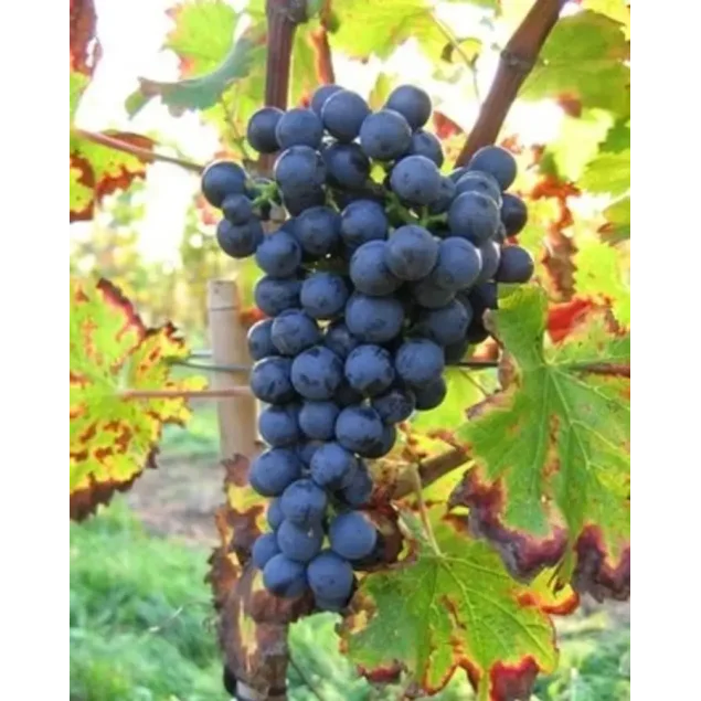 Vitis 'Regent'