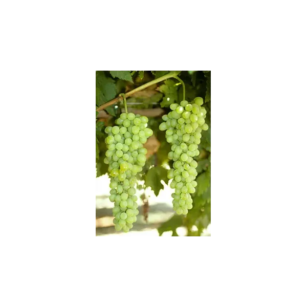 Vitis 'Selma' (pitloos, wit)