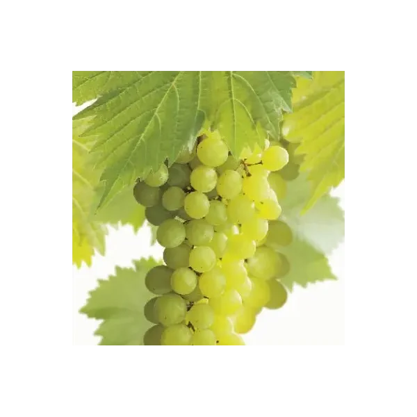 Vitis 'Solaris'