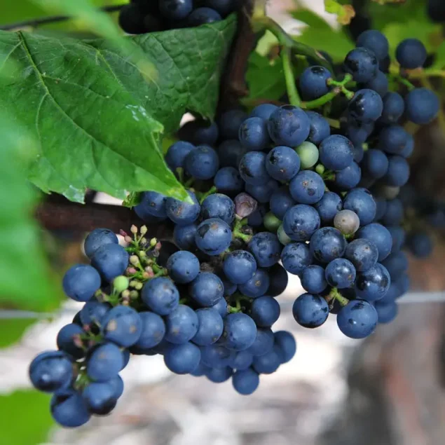 Vitis 'Triomph d alsace' (blauw)