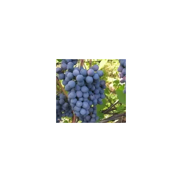 Vitis Venus pitloos blw