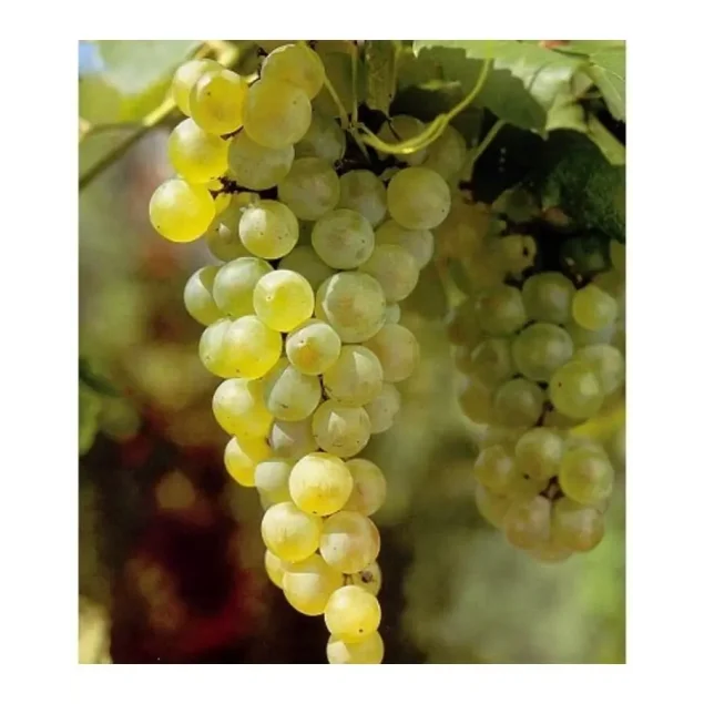 Vitis 'Vroege van der Laan'
