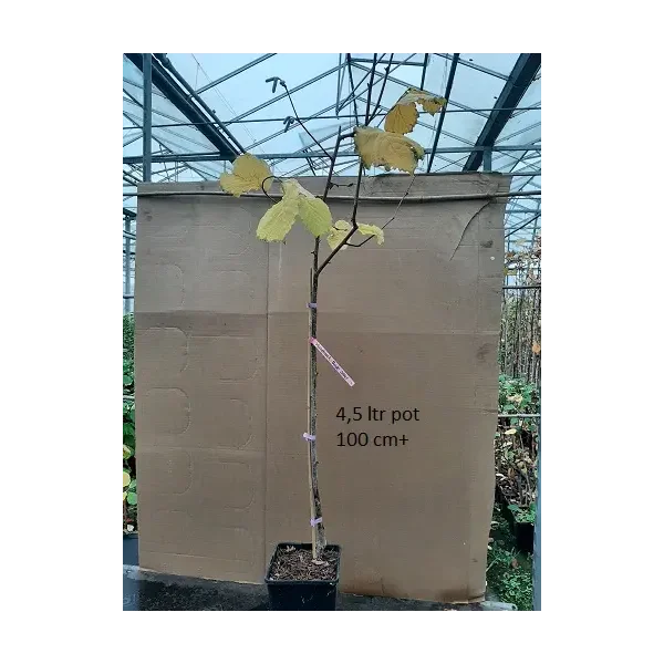 Corylus 'Halle'sche Riesen'